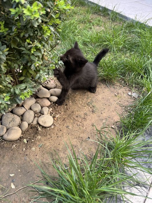 Отдам даром бомбейских котят