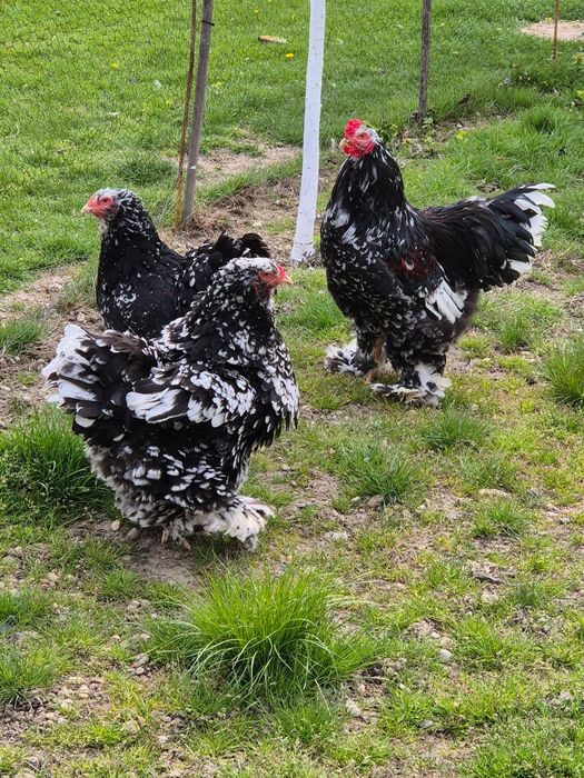 Brahma bobat alb negru de vanzare
