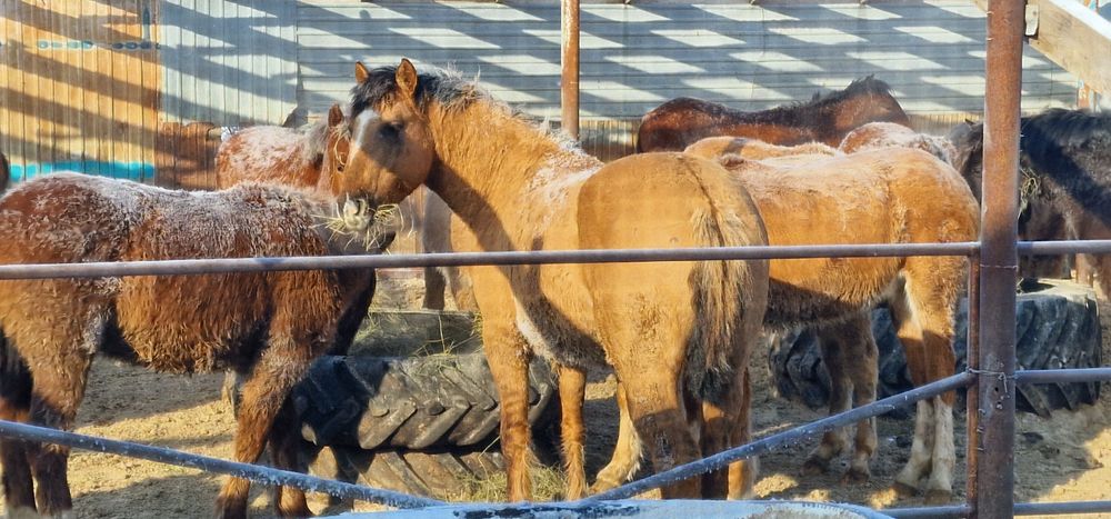 Продам лошадь 4 года