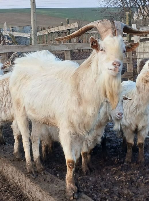 Tap sannen de vânzare