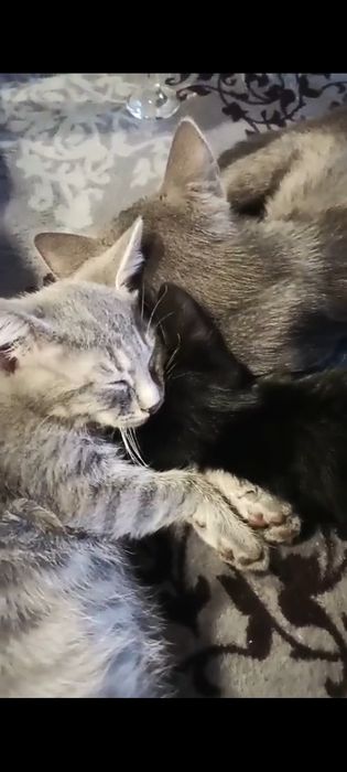 Котенок в добрые руки,дев..