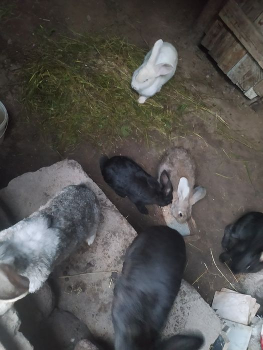 Gibrid Flandr quyonlar sotiladi