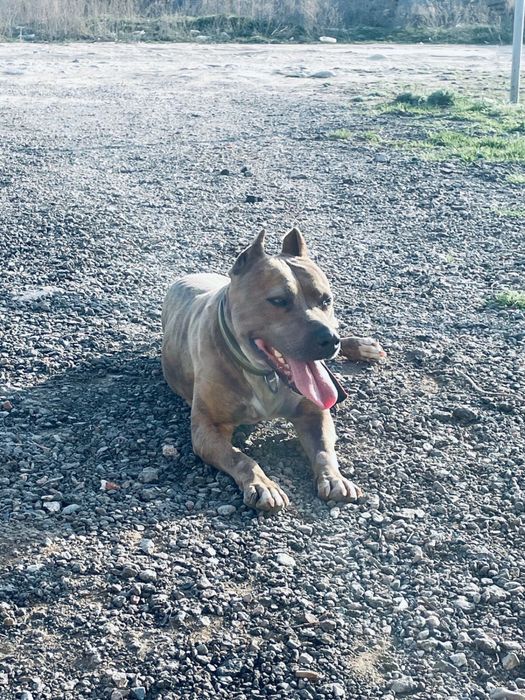 Пит продам или обмен