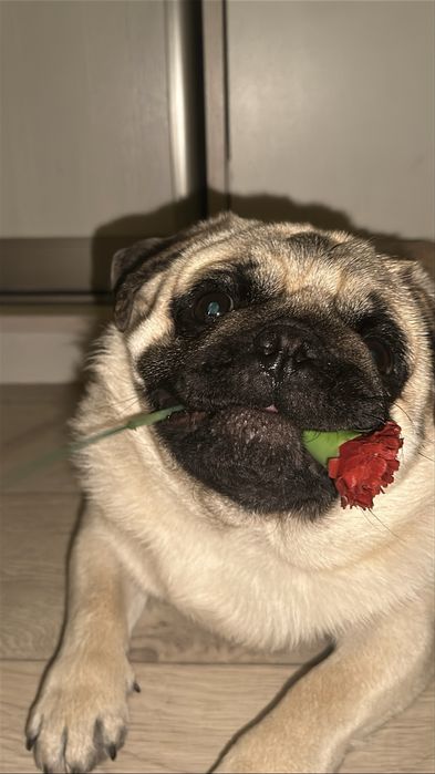 Мопс сладкий нету года