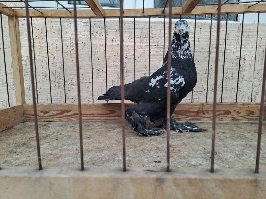 Голуби -гульсары, самцы молодые