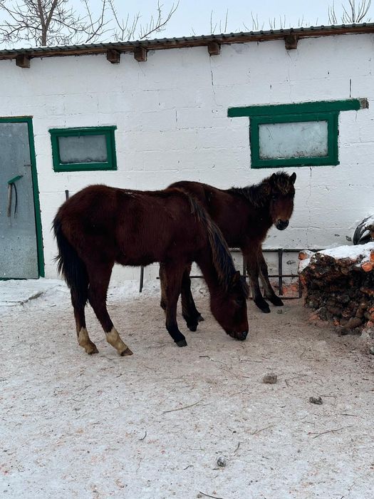 Продам,  тайчиков