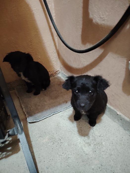 Ребята отдам срочно собачат мальчик и девочка