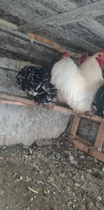 Мини кохин два чифта и две петлета