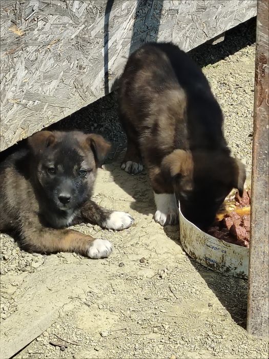 Catelusi spre adoptie