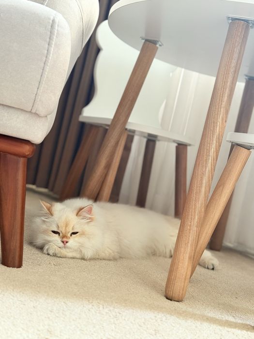 Britanskiy shinshilla Ko’k ko’zli