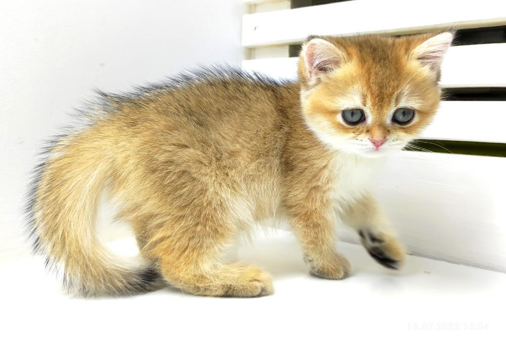 коШечКа  и коТик БриТансКие