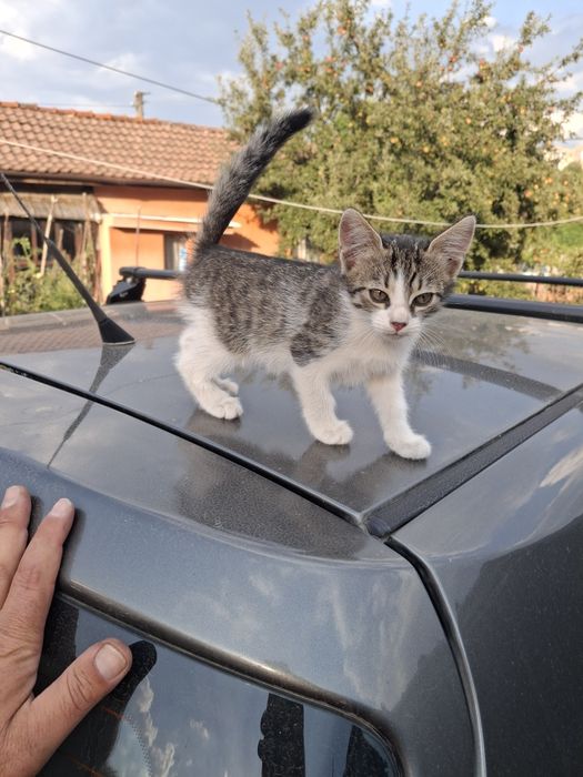 Подарява малки котета на два месеца. Перник  кв Тева.