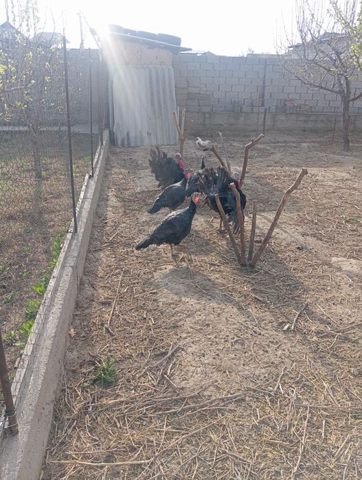 Индюки птицы гибрид