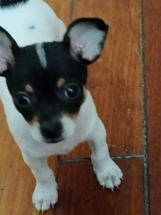 Продается  3,5 месячный Чихуашка.