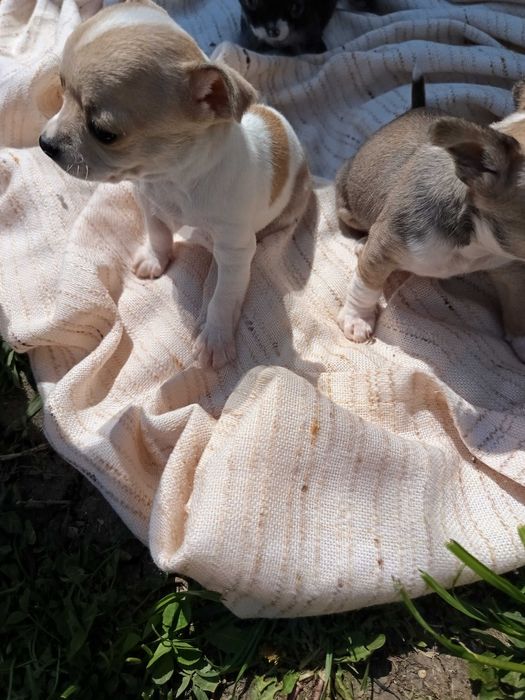 мини чихуахуа кученца