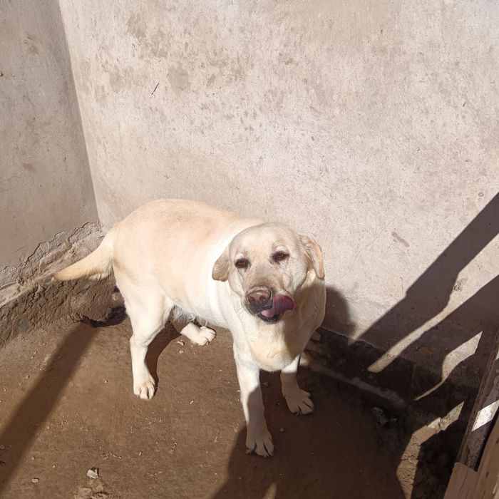 Ургочи Лабрадорни хадяга берамиз