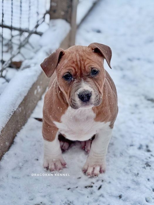 Amstaff rasă pură cu pedigree