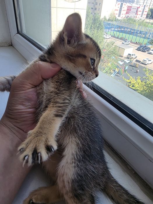 Абиссинские котята