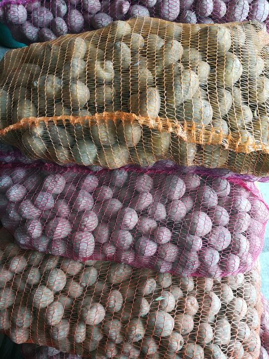 Cartofi roz de sămânță