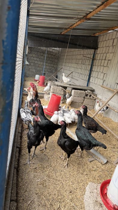 Шамо+Корея жужалари Сотилади 1 ойлик