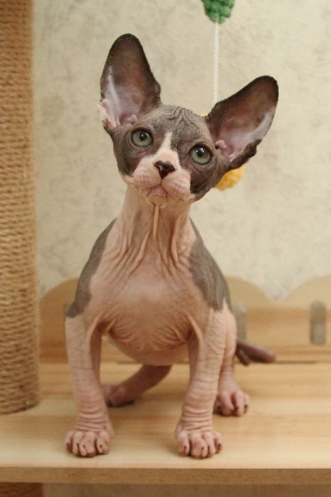 Канадские сфинксы. Котята