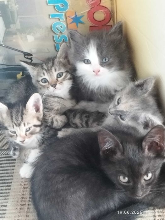 Отдам котят в хорошие руки