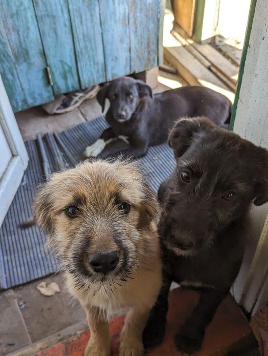 Щеночки в добрые руки