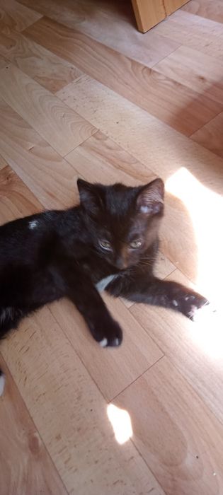Отдам котят в хорошие руки