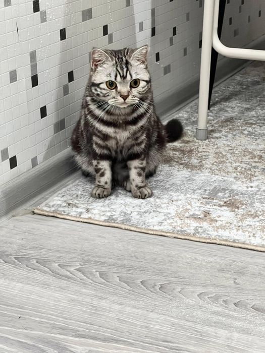 Отдам кошку в хорошие руки