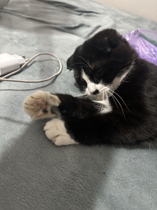 Котенок Породистый