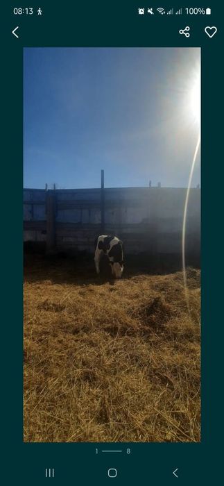 Продам тёлку 1,5 месяца