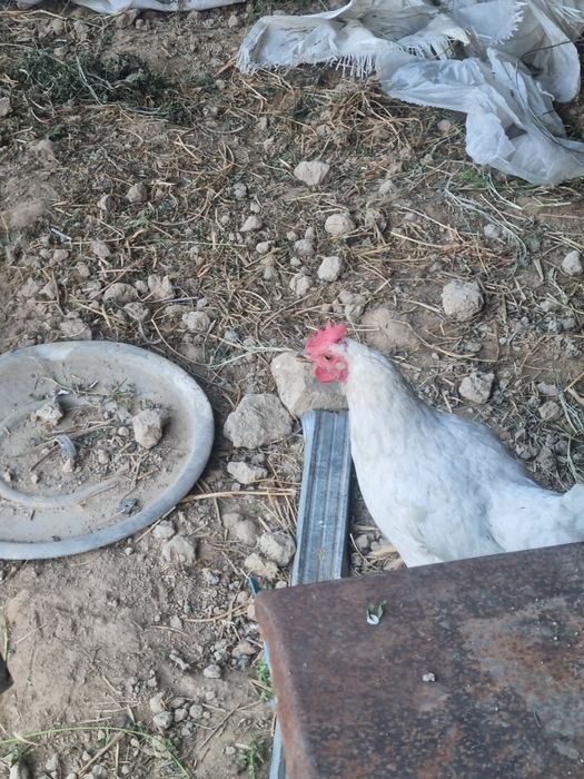Уй товуклари сотилади