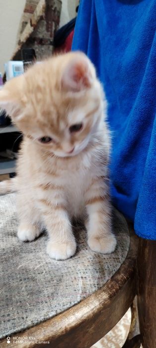 Котята Шодладского породы