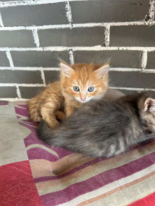 Отдам котят в хорошие руки