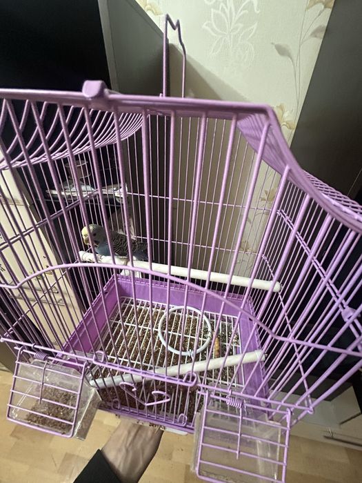 Попугай волнистые продам