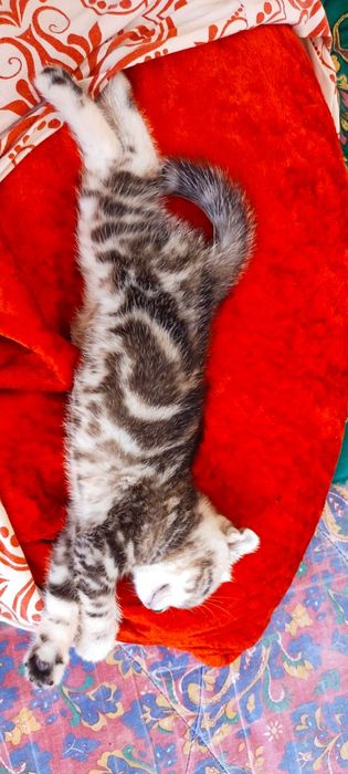 Продам котят девочка