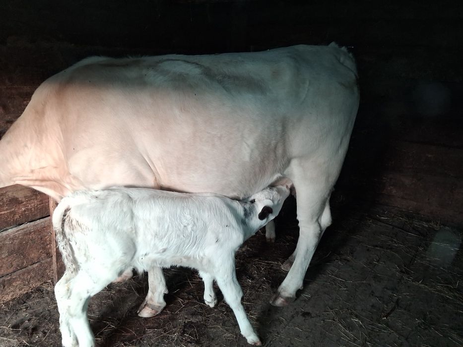 Vaca cu vitel belgian