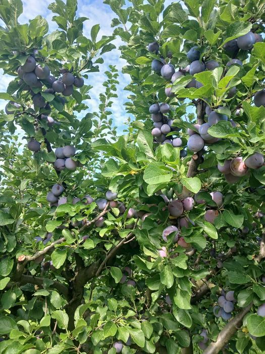 Prune de vanzare