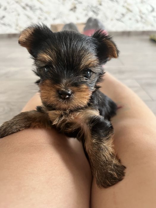 Щенята йоркшерский терьер