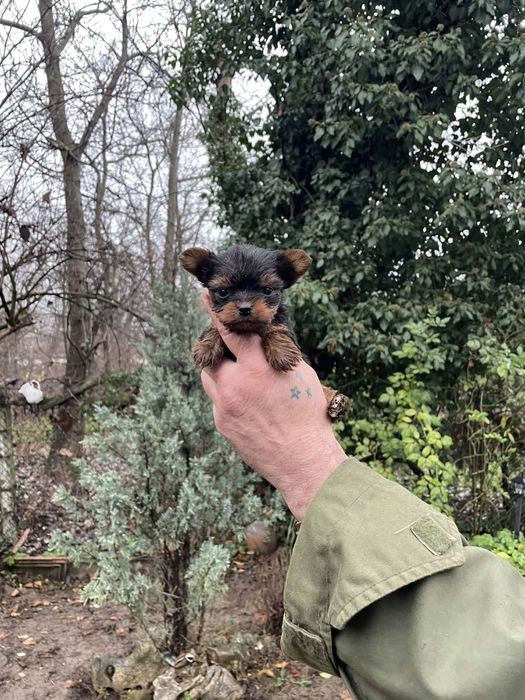 Супер мини Йорки Доставка