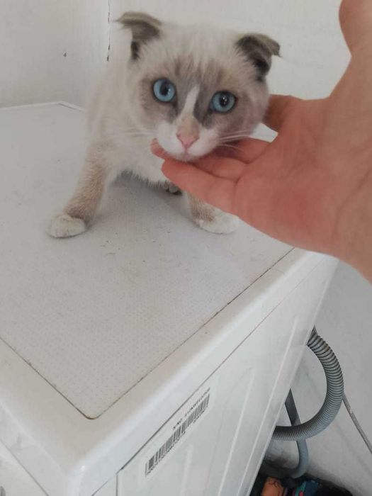 Отдам котенка мальчик 4 месяца