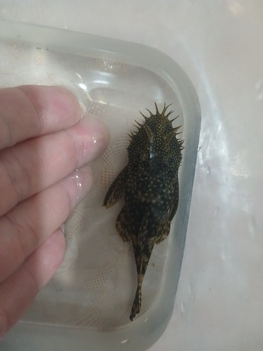 Взрослый самец - анциструс