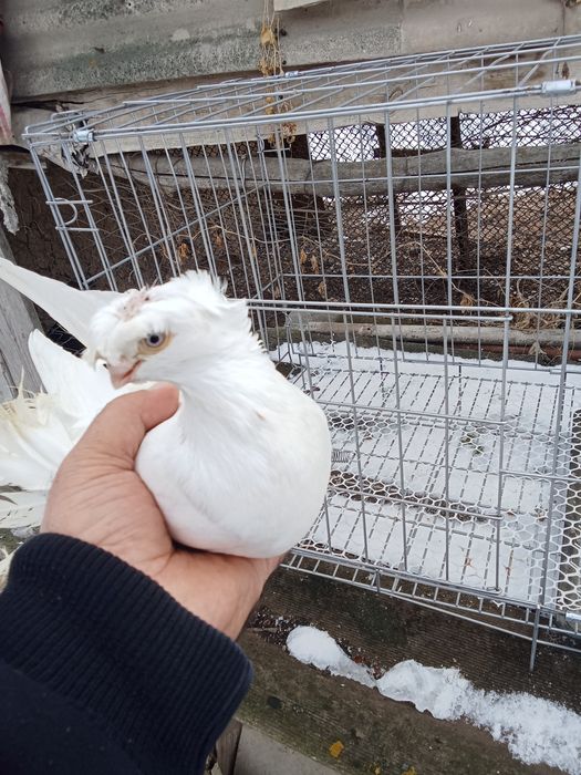 Продам голубей хороших