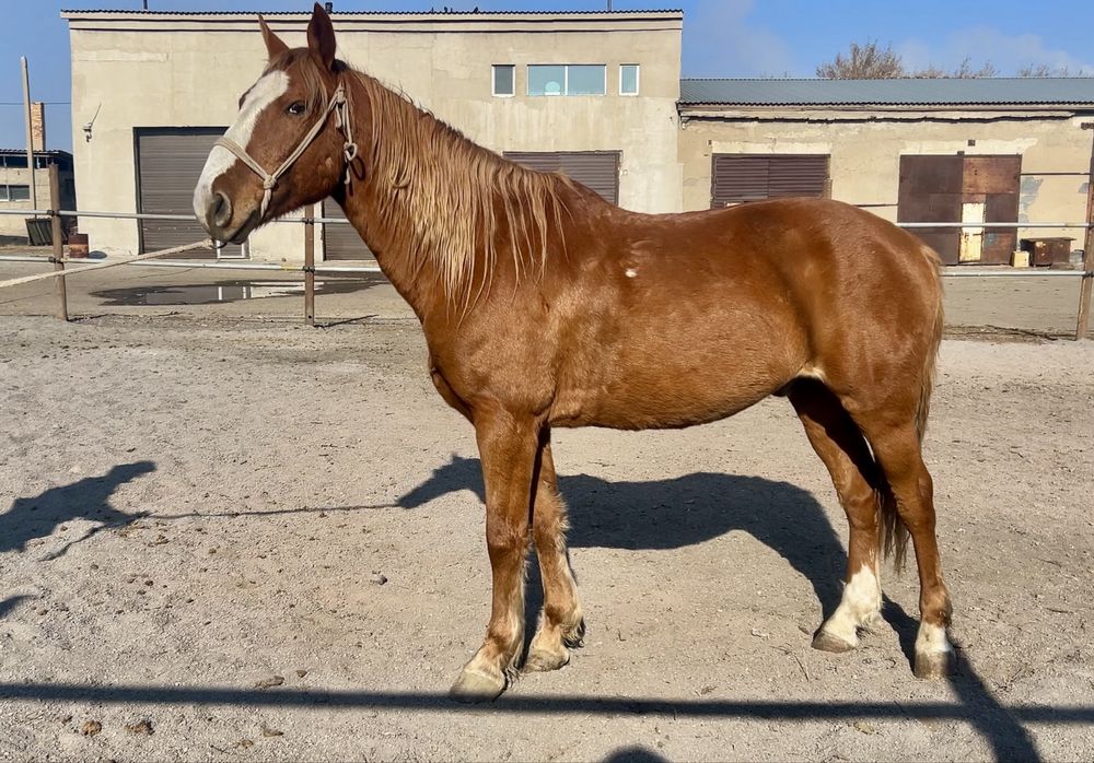 Кустанайский мерин ,  6 лет , под седло