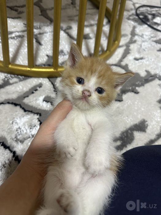 Котят отдаём в добрые руки, отдам даром