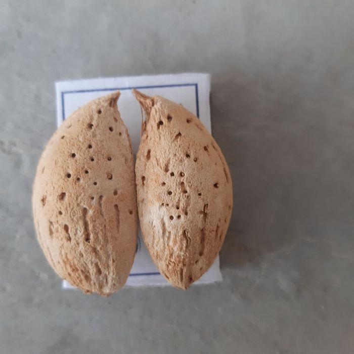 Бодом кучатлари кепан президентки коготи бургут тирнок ва бошкалар