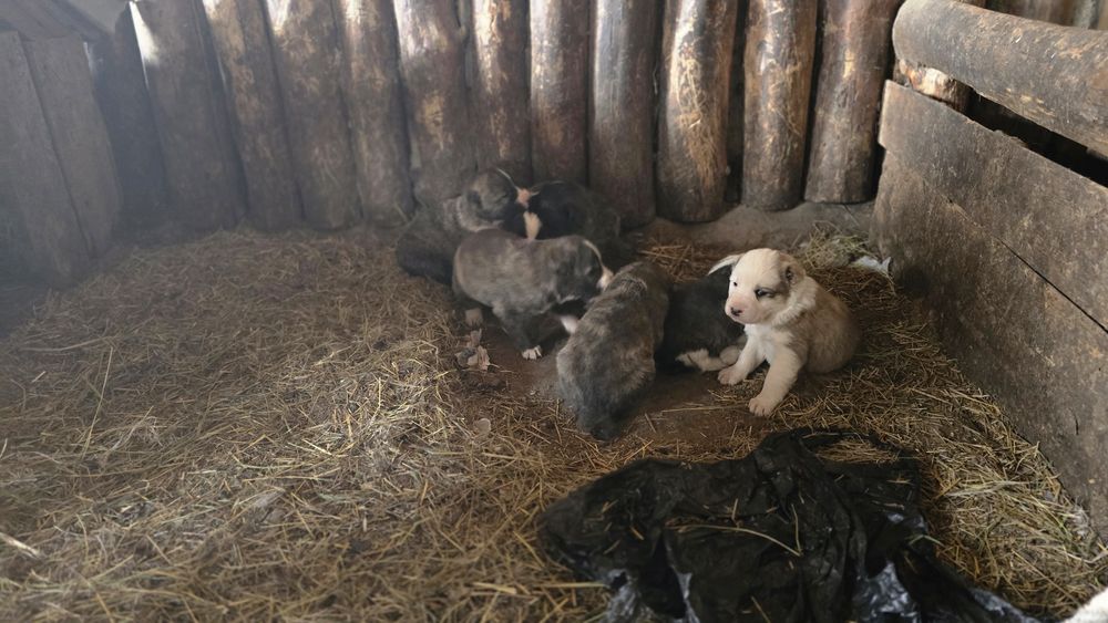 Щенки  Алабая 30 дней