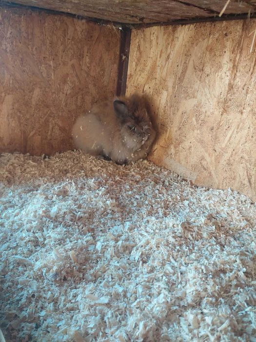 Pereche cap de leu si pereche romanesti