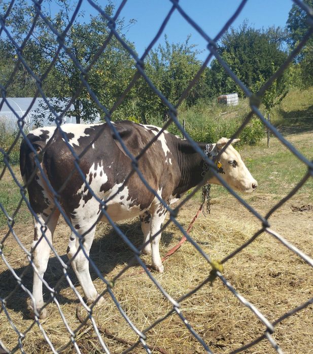 Vând vacă bălțată românească