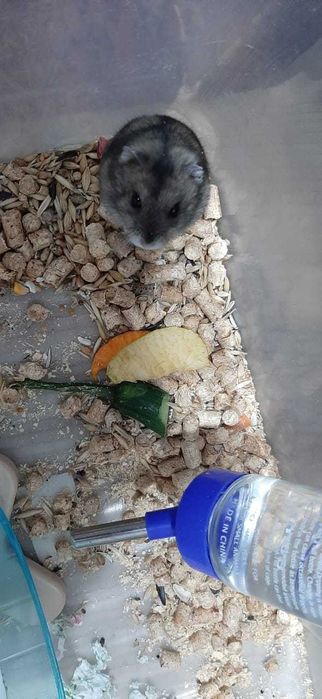 Джунгарские хомяки